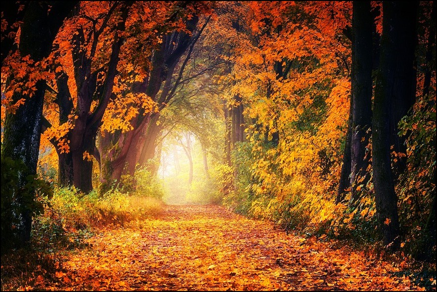 Autumn leaves path leading to light